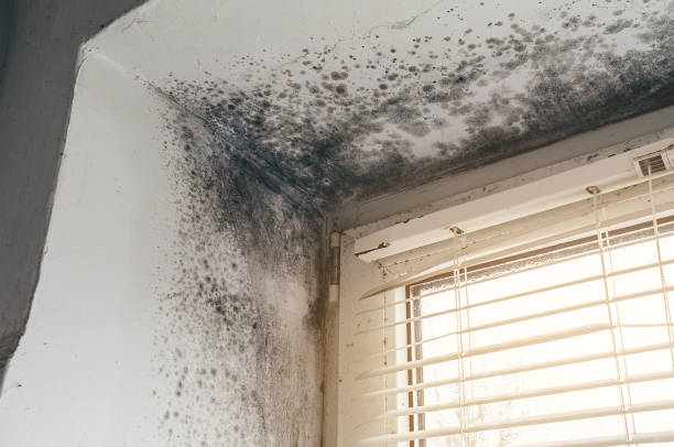 Affordable Crawl Space Mold Removal solutions in Vienna, IL