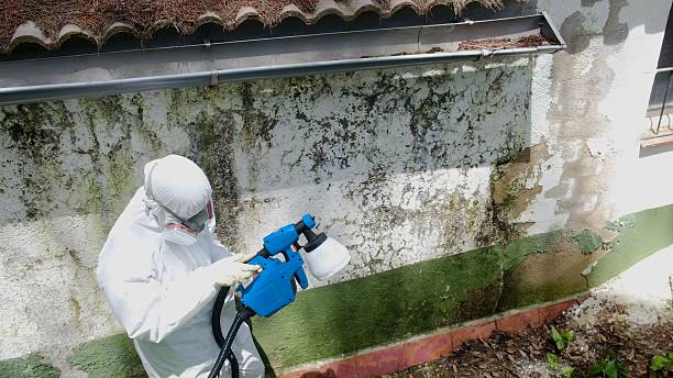 Top rated local Crawl Space Mold Removal specialists in Vienna, IL
